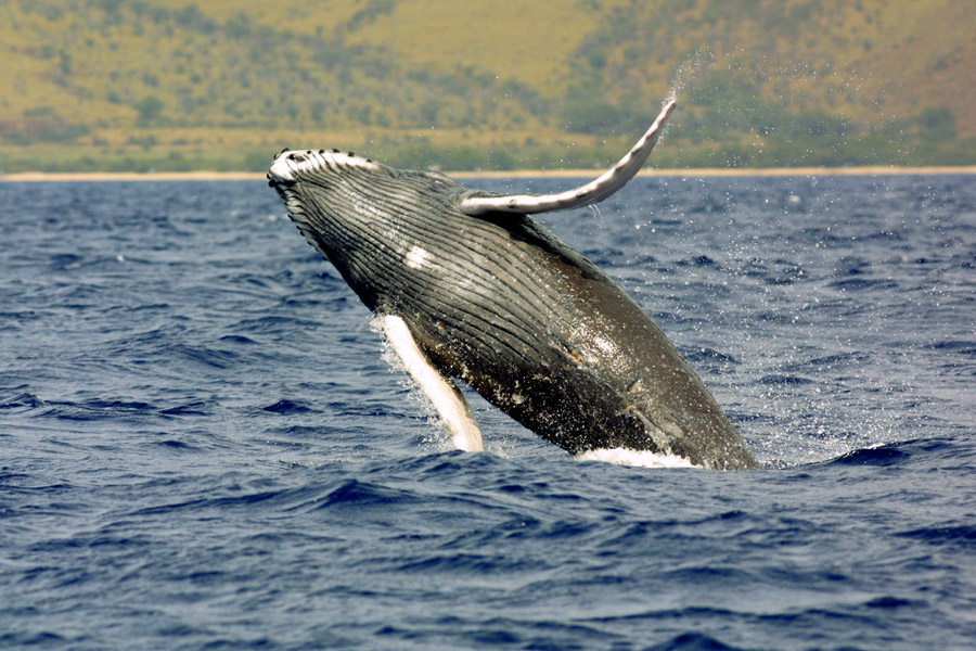 Welcome Spring with Whale Watching on the Gold Coast!