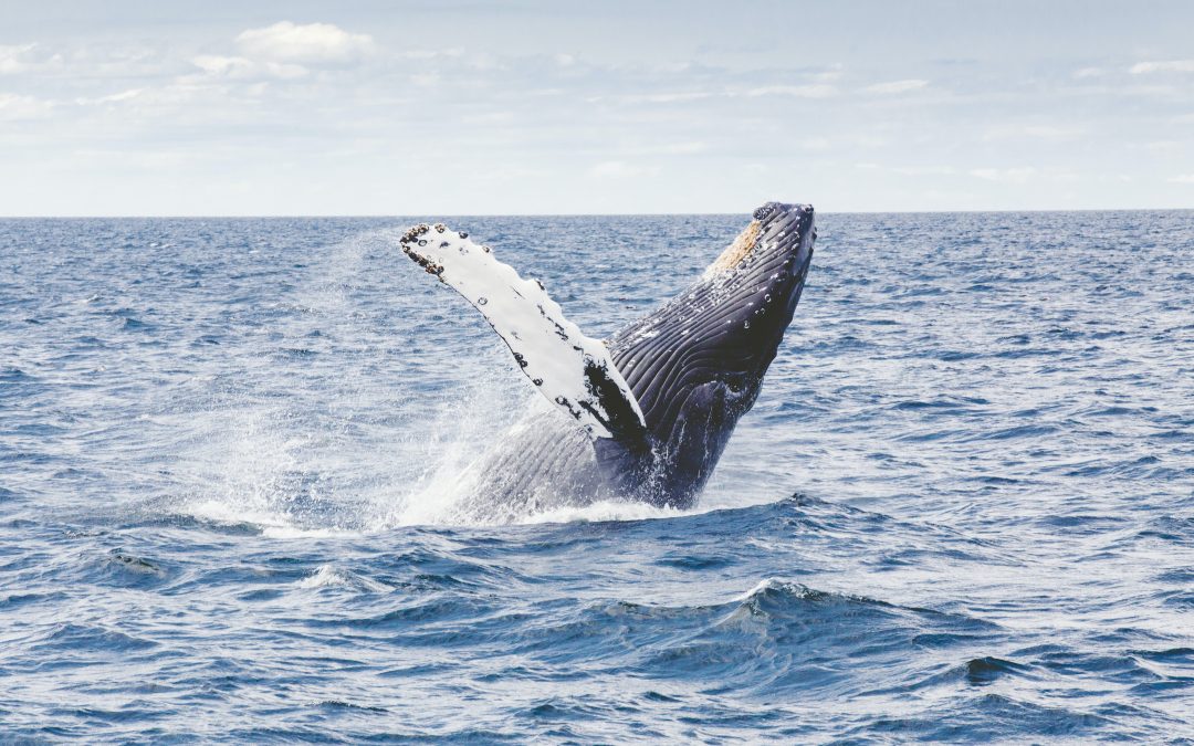 How to Enjoy Free Whale Watching in Burleigh Heads Gold Coast