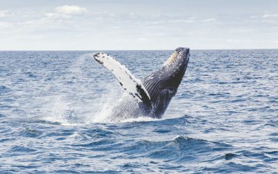 Catch the 2023 BLEACH* Festival, Gold Coast Whale Festival & The Whale-Watching Season