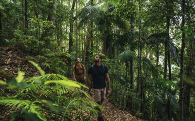 Burleigh to the border ranges: a green-behind-the-gold day trip